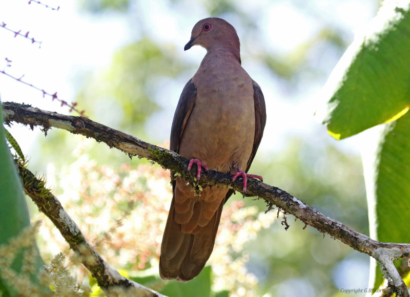 Short-billed Pigeon (Patagioenas nigrirostris) La Selva OTS Reserve, Heredia, Costa Rica