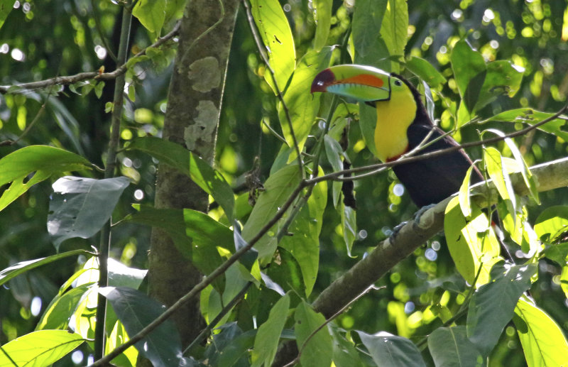 Keel-billed Toucan (Ramphastos sulfuratus brevicarinatus) La Selva OTS Reserve, Heredia, Costa Rica