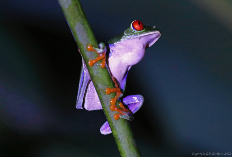 Red-eyed Tree-frog (Litoria chloris) Hotel Ara ambigua, Heredia, Costa Rica