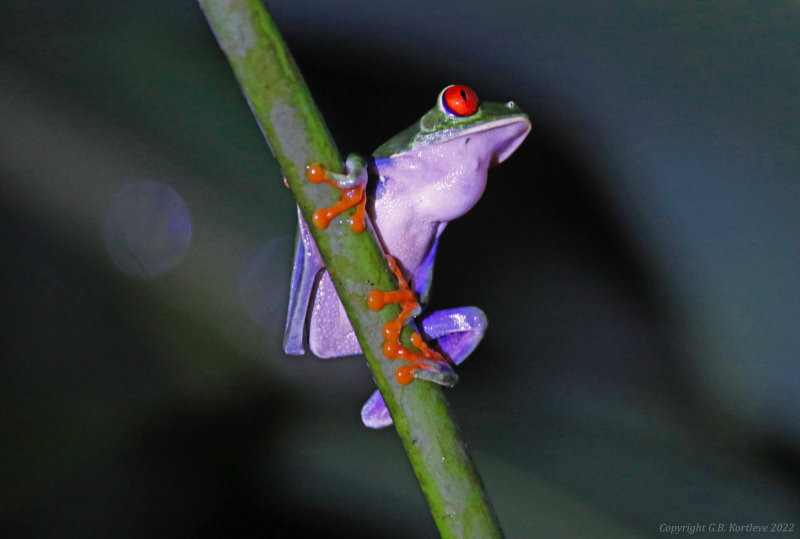 Red-eyed Tree-frog (Litoria chloris) Hotel Ara ambigua, Heredia, Costa Rica