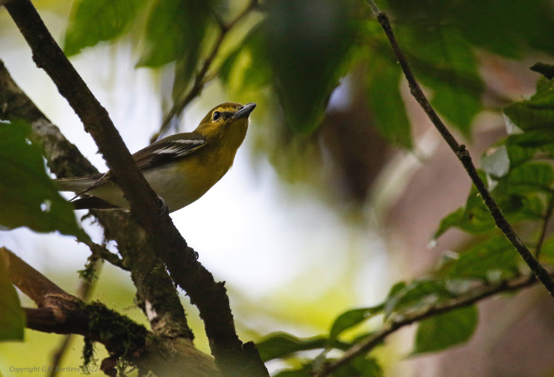Yellow-throated Vireo (Vireo flavifrons) Nectar & Pollen Reserve, Limón, Costa Rica