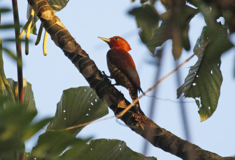 Cinnamon Woodpecker (Celeus loricatus) Hotel Ara ambigua, Heredia, Costa Rica