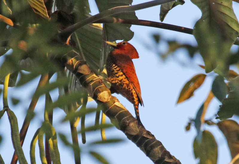 Cinnamon Woodpecker (Celeus loricatus) Hotel Ara ambigua, Heredia, Costa Rica