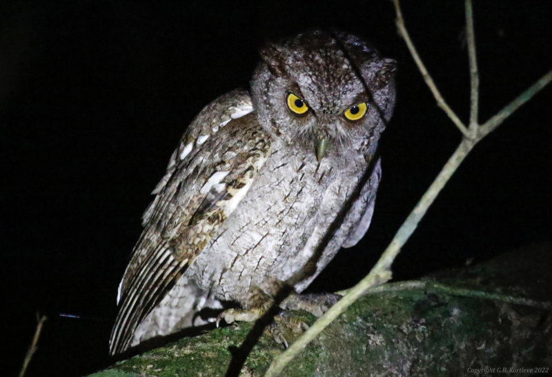 Pacific Screech-Owl (Megascops cooperi) Caño Negro, Alajuela, Costa Rica