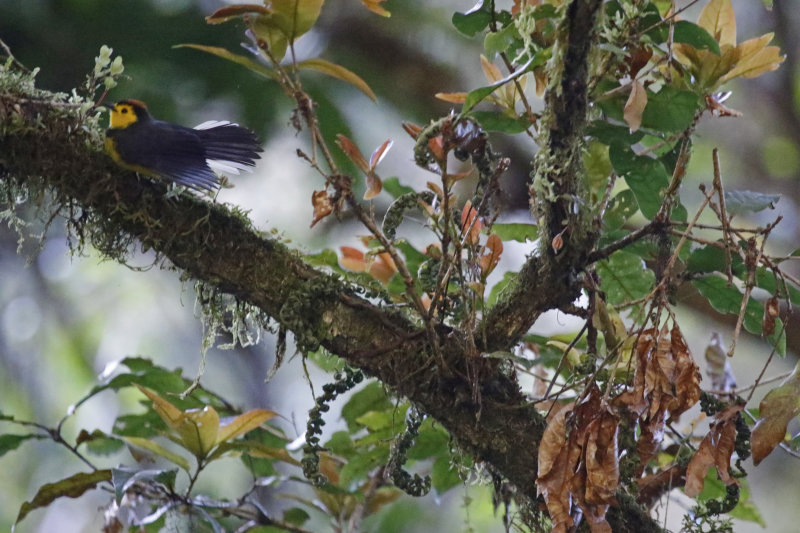 Collared Redstart (Myioborus torquatus) Savegre Valley, Vuelta del Gato, San José, Costa Rica