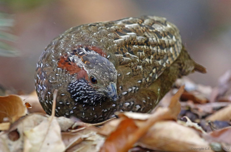 Spotted Wood-Quail (Odontophorus guttatus) Savegre Hotel, San José, Costa Rica