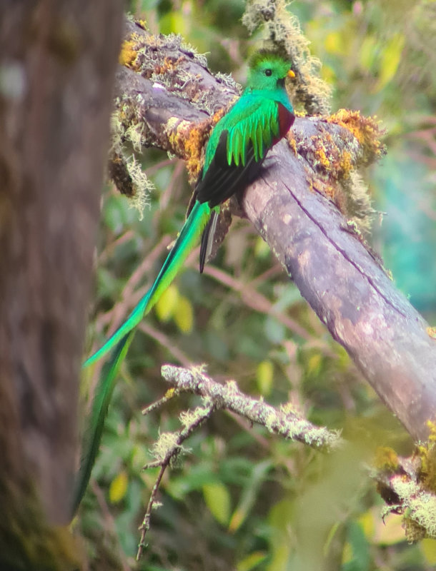 Resplendent Quetzal (Pharomachrus mocinno costaricensis) Cabinas El Quetzal, Savegre Valley, San José, Costa Rica