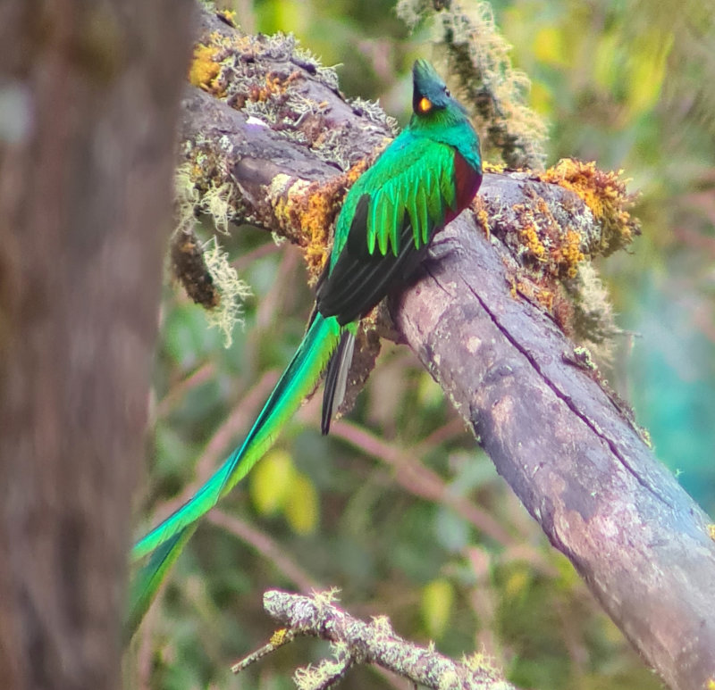 Resplendent Quetzal (Pharomachrus mocinno costaricensis) Cabinas El Quetzal, Savegre Valley, San José, Costa Rica