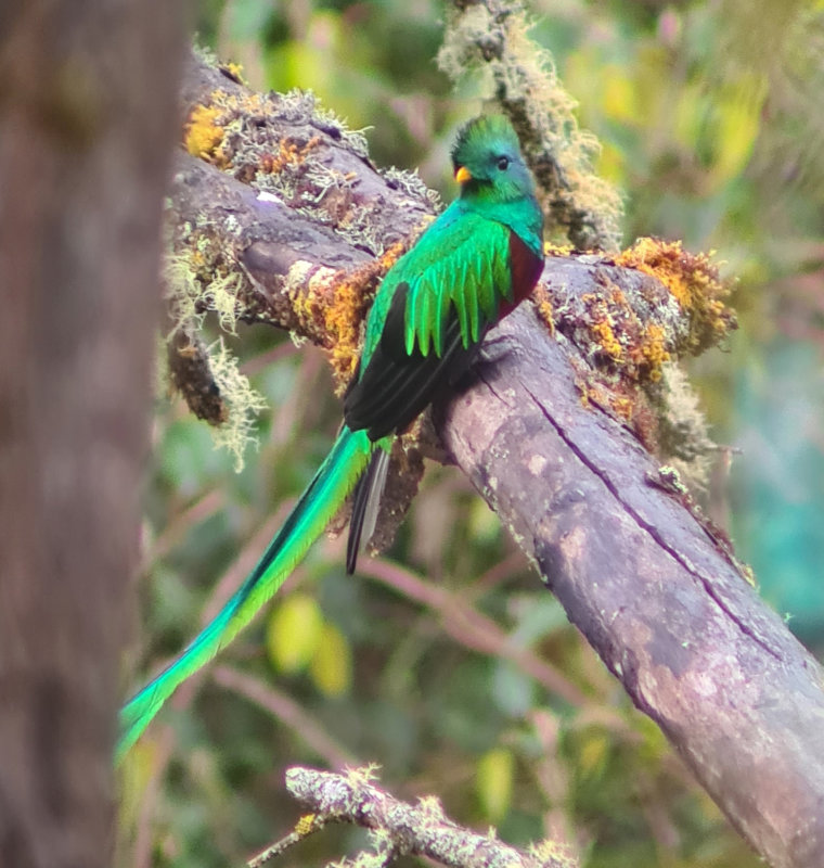 Resplendent Quetzal (Pharomachrus mocinno costaricensis) Cabinas El Quetzal, Savegre Valley, San José, Costa Rica