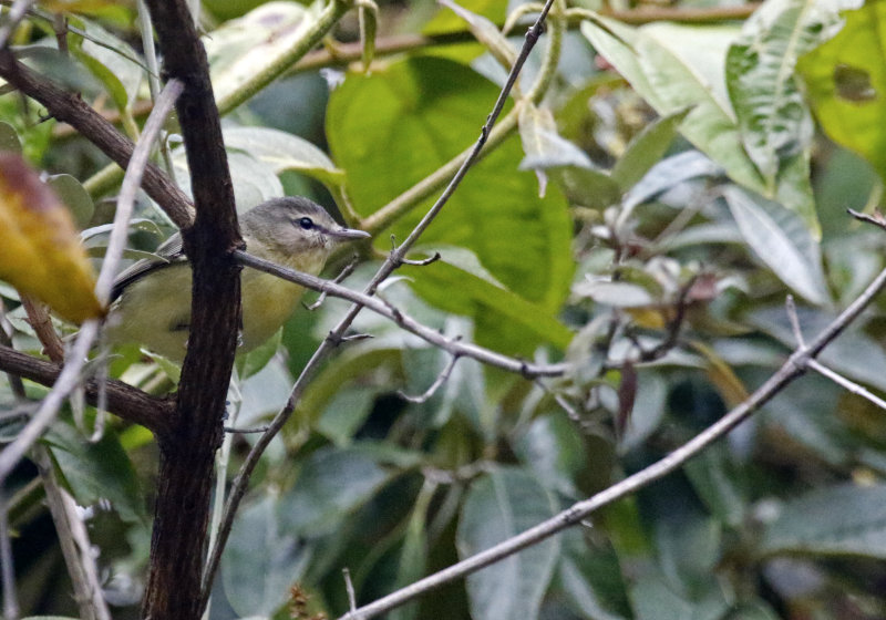 Philadelphia Vireo (Vireo philadelphicus) Savegre Mountain Lodge, Primary forest trails, San José, Costa Rica