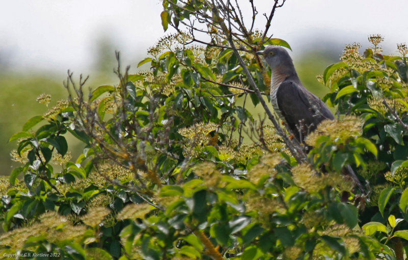 Common Cuckoo (Cuculus canorus)