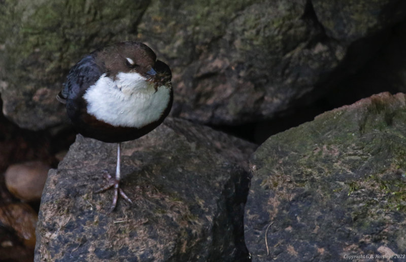 Red-bellied Dipper (Cinclus cinclus aquaticus) Siebeldingen, Rheinland-Pfalz, Germany