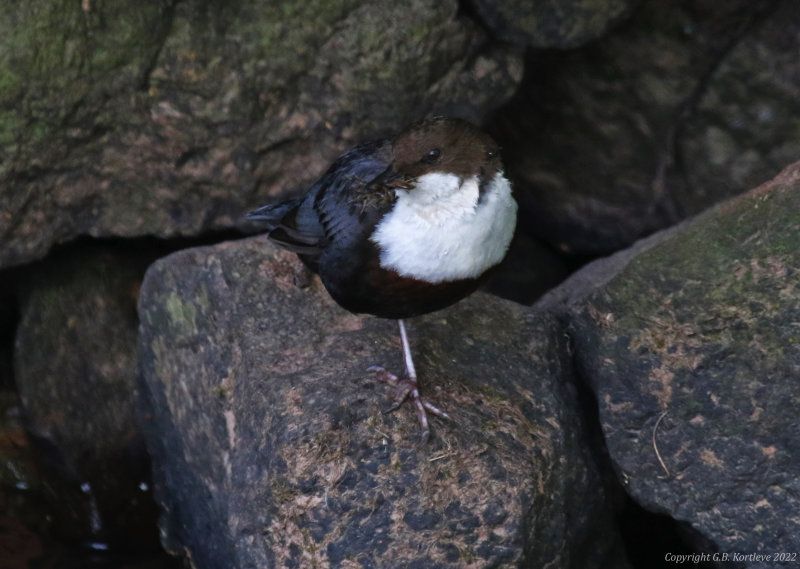 Red-bellied Dipper (Cinclus cinclus aquaticus) Siebeldingen, Rheinland-Pfalz, Germany