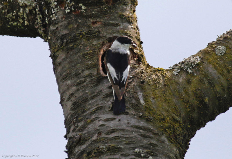 Collared Flycatcher (Ficedula albicollis) Obststreuwiesen, Owen, Baden-Württemberg, Germany