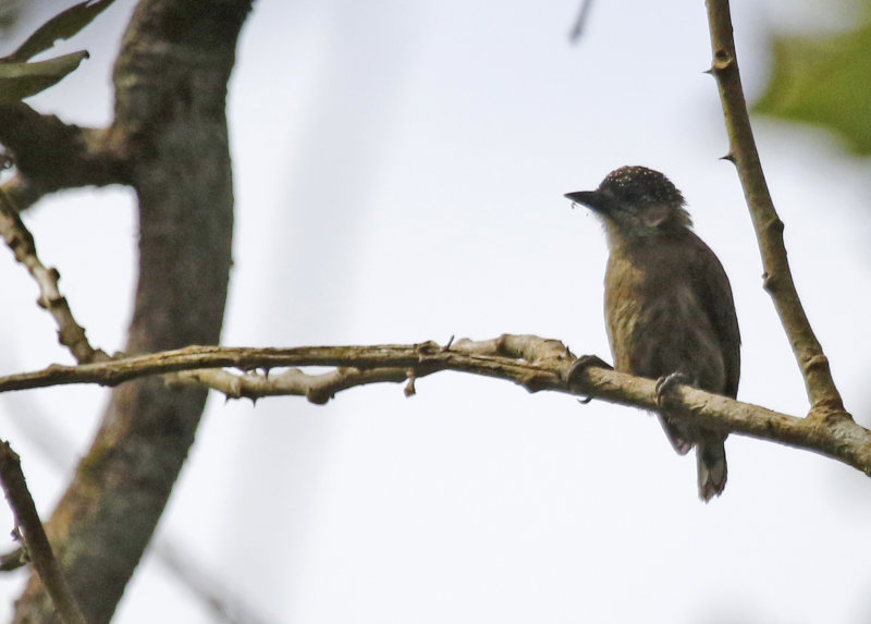 Olivaceous Piculet (Picumnus olivaceus) Refugio Nacional de Vida Silvestre Mixto, Caño Negro, Alajuela, Costa Rica