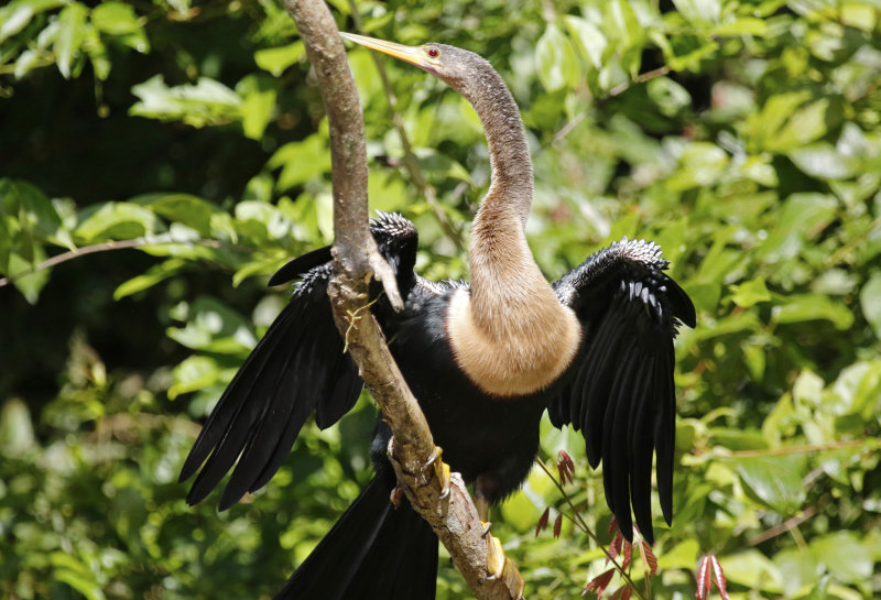 Anhinga (Anhinga anhinga) Refugio Nacional de Vida Silvestre Mixto, Caño Negro, Alajuela, Costa Rica