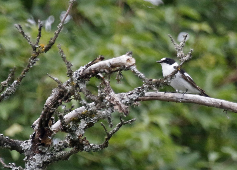 Collared Flycatcher (Ficedula albicollis) Obststreuwiesen, Buhlbronn, Baden-Württemberg, Germany