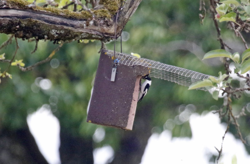 Collared Flycatcher (Ficedula albicollis) Obststreuwiesen, Buhlbronn, Baden-Württemberg, Germany