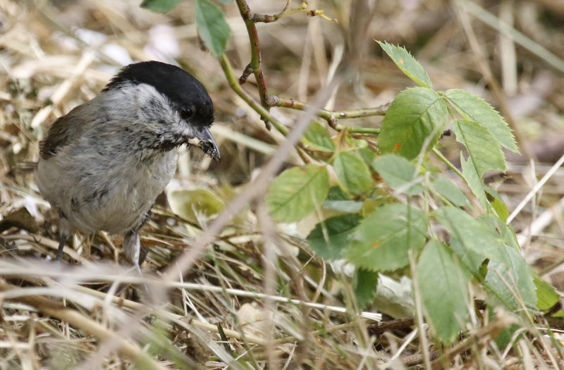 Marsh Tit (Poecile palustris) Kuchen, Baden-Württemberg, Germany