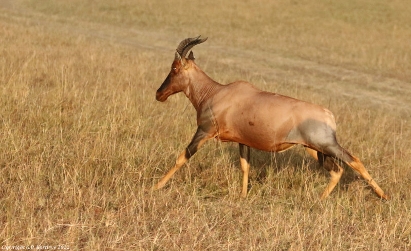 Serengeti Topi (Damaliscus lunatus jimela) Masai Mara National Reserve, Kenya