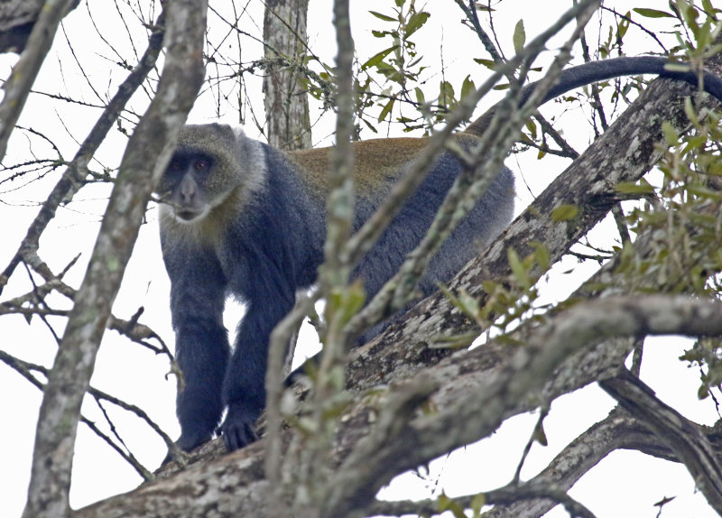 Kolb's White-collared Monkey (Cercopithecus mitis kolbi) Nairobi National Park, Kenya