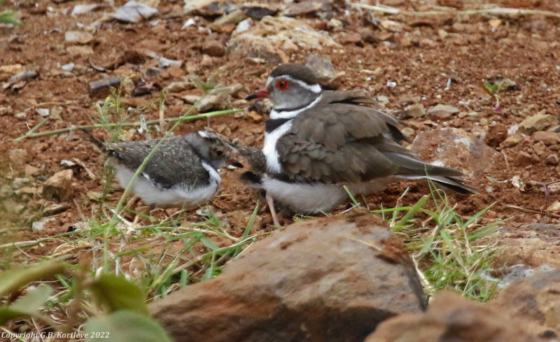 Three-banded Plover (Charadrius tricollaris) Nairobi National Park, Kenya