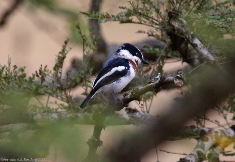 Chinspot Batis (Batis molitor puella) Nairobi National Park, Kenya