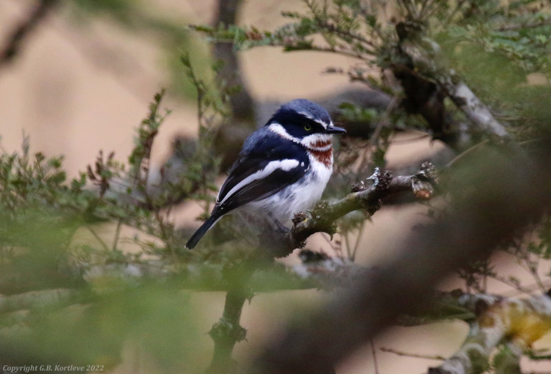 Chinspot Batis (Batis molitor)