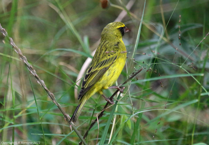 African Citril (Crithagra citrinelloides)