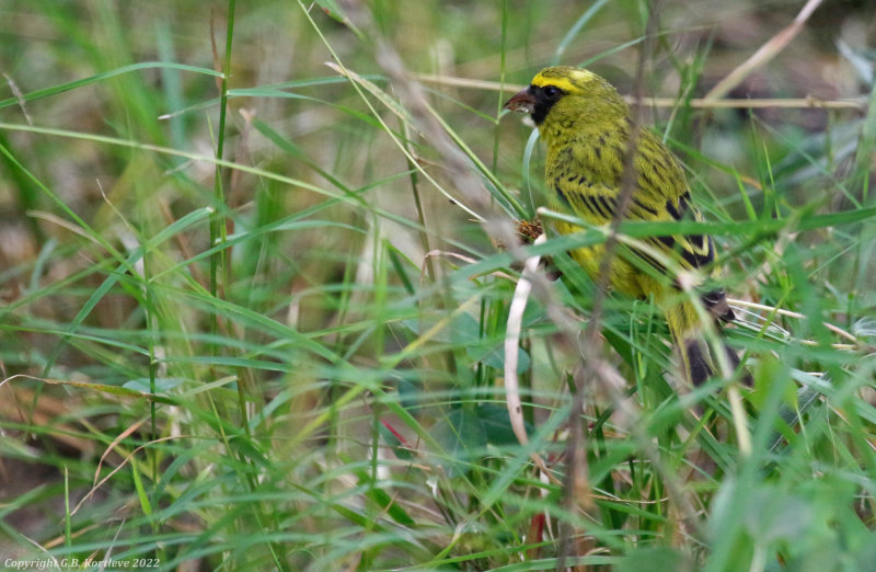 African Citril (Crithagra citrinelloides kikuyensis) Nairobi National Park, Kenya