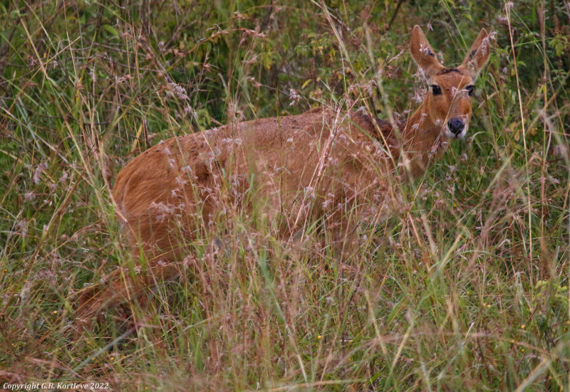 Bohor Reedbuck (Redunca redunca)