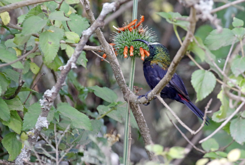 Bronzy Sunbird (Nectarinia kilimensis) Nairobi National Park, Kenya