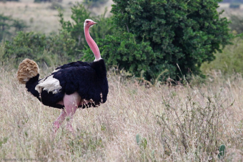 Common Ostrich (Struthio camelus massaicus) Nairobi National Park, Kenya