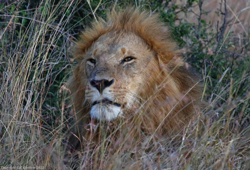 Lion (Panthera leo) Masai Mara National Reserve, Kenya