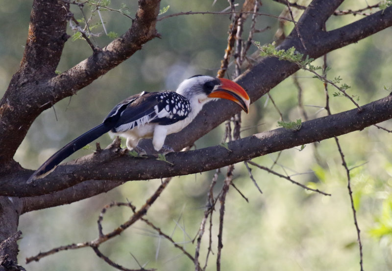 Jackson's Hornbill (Tockus jacksoni) Lake Baringo, Kenya