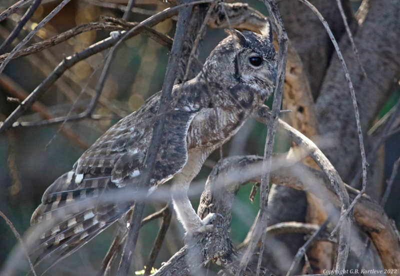 Greyish Eagle-Owl (Bubo cinerascens) Lake Baringo, Kenya