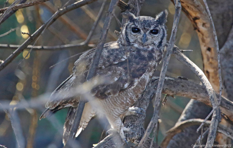 Greyish Eagle-Owl (Bubo cinerascens) Lake Baringo, Kenya