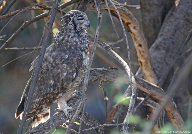Greyish Eagle-Owl (Bubo cinerascens) Lake Baringo, Kenya