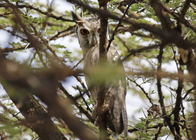 Northern White-faced Owl (Ptilopsis leucotis) Lake Baringo, Kenya