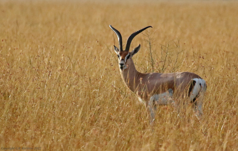 Roberts's Gazelle (Nanger granti robertsi) Masai Mara National Reserve, Kenya