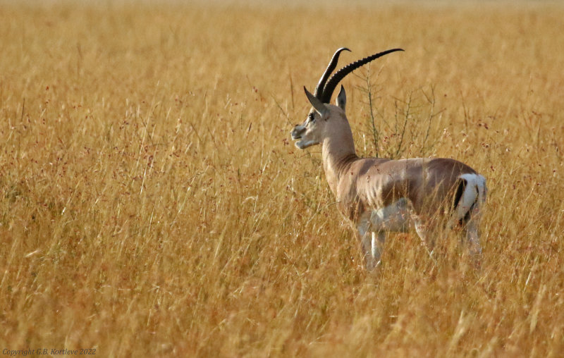 Roberts's Gazelle (Nanger granti robertsi) Masai Mara National Reserve, Kenya