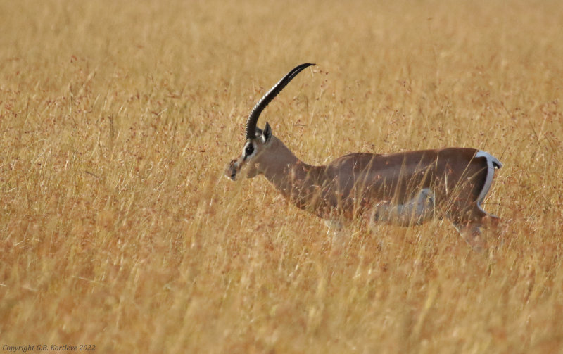 Roberts's Gazelle (Nanger granti robertsi) Masai Mara National Reserve, Kenya