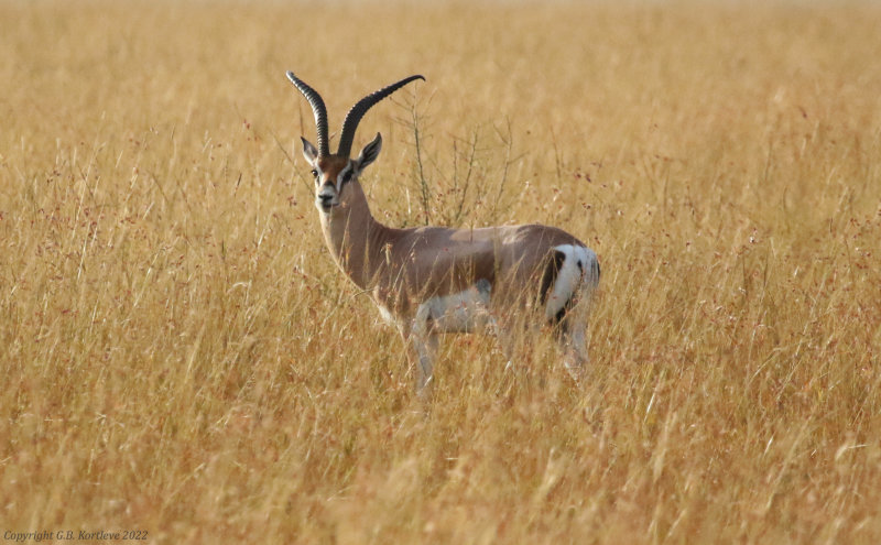 Roberts's Gazelle (Nanger granti robertsi) Masai Mara National Reserve, Kenya