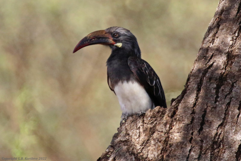 Hemprich's Hornbill (Lophoceros hemprichii) Lake Baringo, Kenya