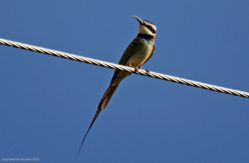 White-throated Bee-eater (Merops albicollis) Marigat, Rift Valley, Kenya