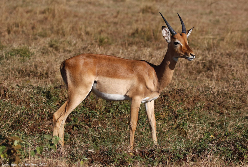 Common Impala (Aepyceros melampus melampus) Masai Mara National Reserve, Kenya