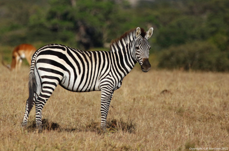 Grant's Zebra (Equus quagga boehmi) Masai Mara National Reserve, Kenya
