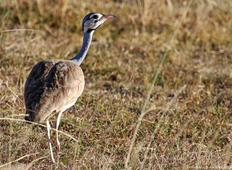 White-bellied Bustard (Eupodotis senegalensis erlangeri) Masai Mara National Reserve, Kenya