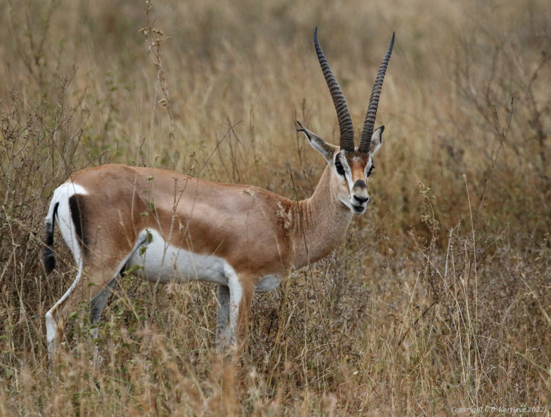 Grant's Gazelle (Nanger granti granti) Nairobi National Park, Kenya