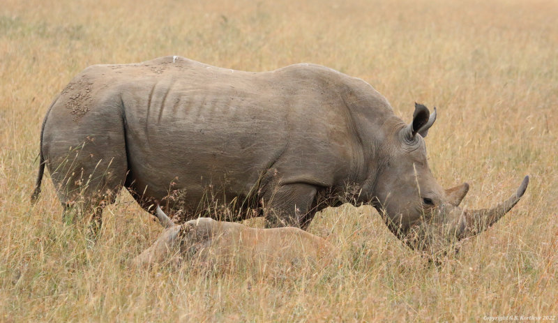 Southern White Rhinoceros (Ceratotherium simum simum) Nairobi National Park, Kenya
